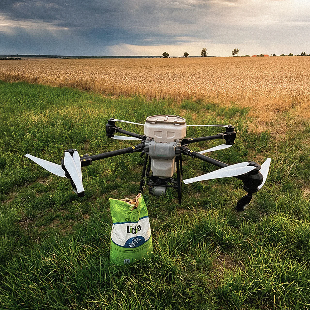Výsev meziplodin dronem do stojícího porostu před sklizní